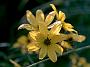 Coreopsis triptens1